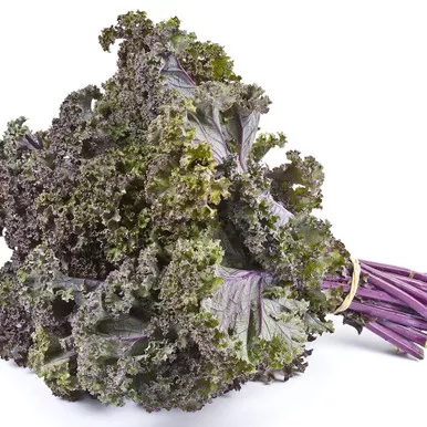 Organic Purple Kale Bunch (24ct)