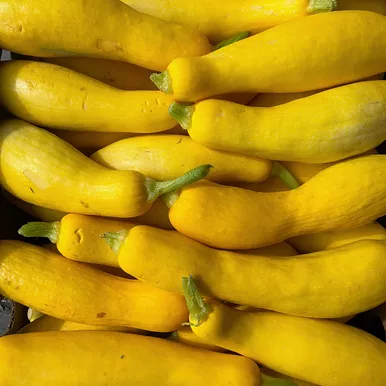 Yellow Squash (4/7 Bshl)
